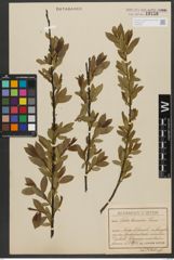 Foto von Salix triandra subsp. triandra L.